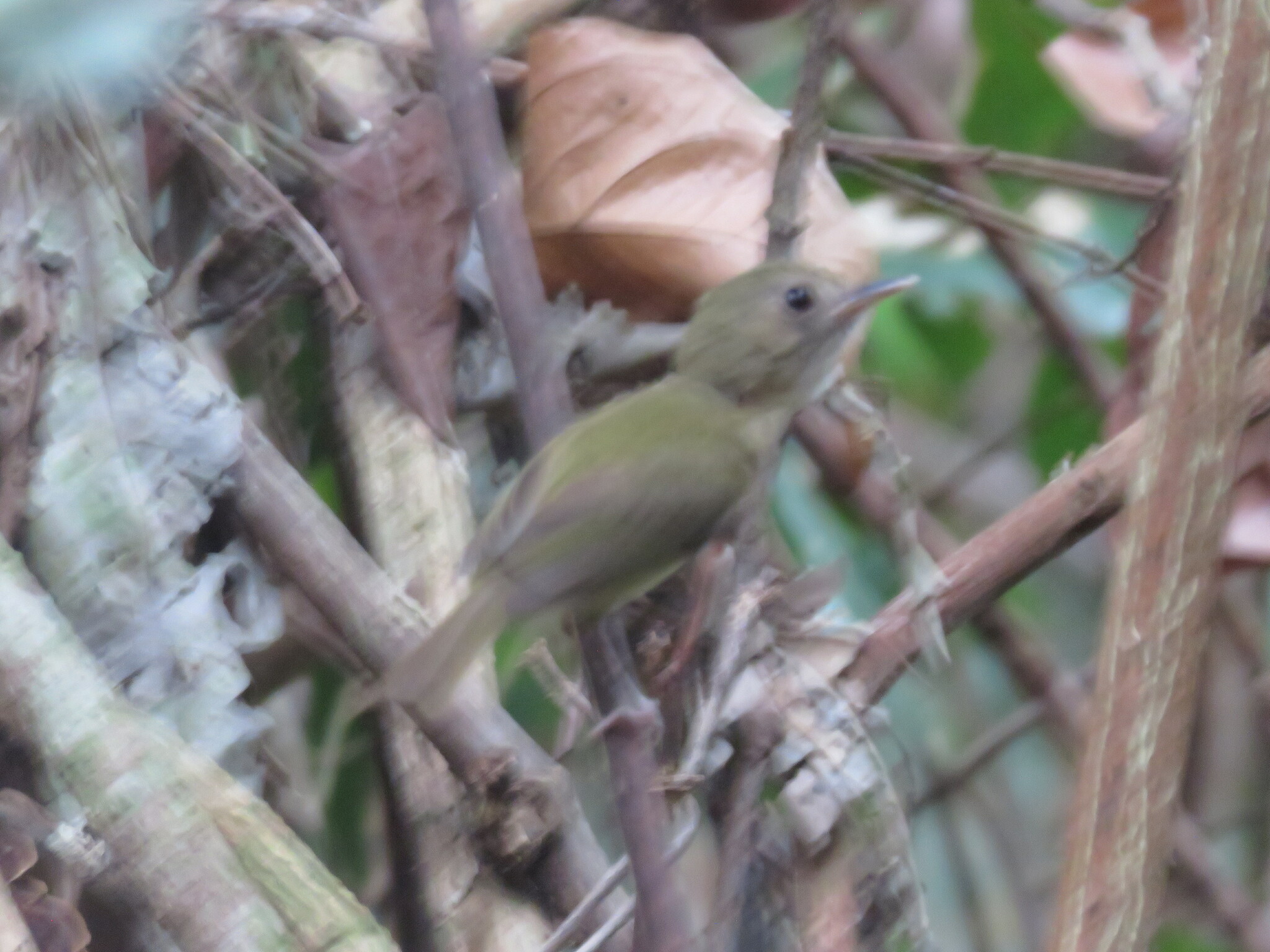 Flammulated Bamboo Tyrant (Hemitriccus flammulatus), photo 1