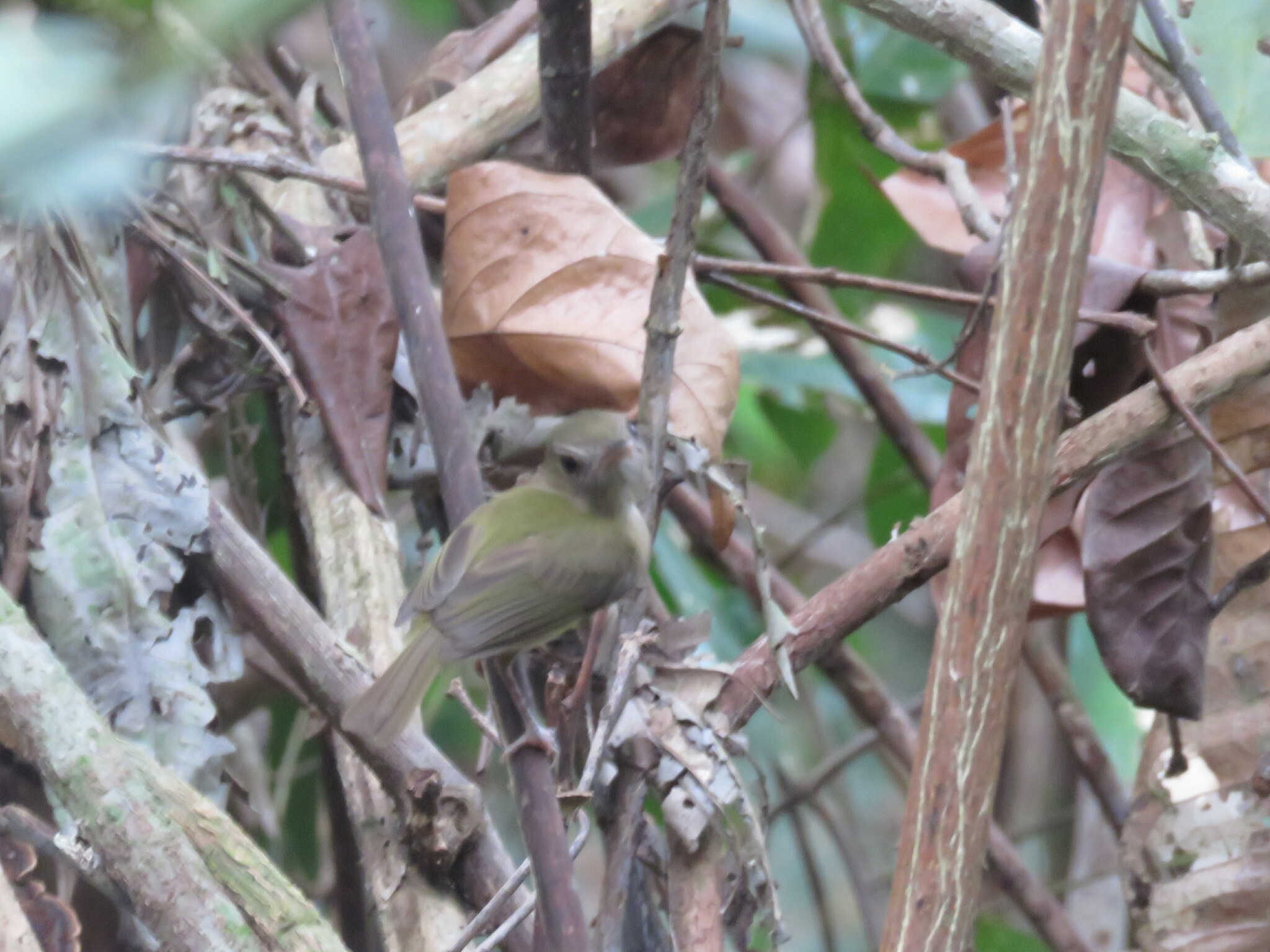 Flammulated Bamboo Tyrant (Hemitriccus flammulatus), photo 2