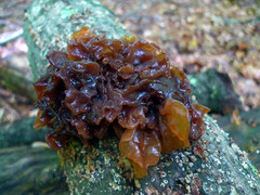 Phaeotremella foliacea