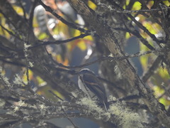 Ochthoeca rufipectoralis