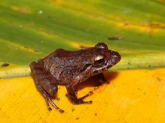 Pristimantis paisa