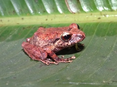 Pristimantis paisa