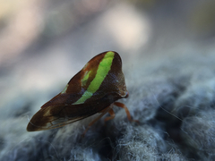 Smilia camelus