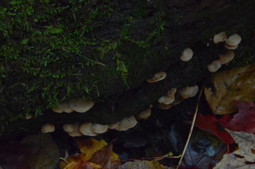 Crepidotus applanatus