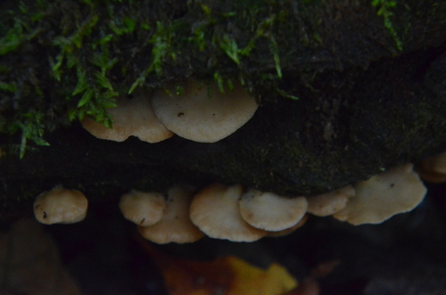 Crepidotus applanatus (Photo 2 of 4)