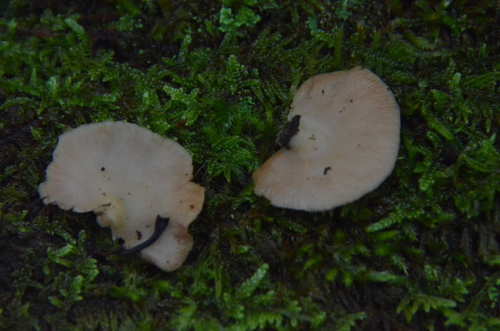 Crepidotus applanatus (Photo 4 of 4)