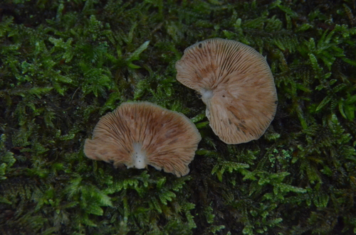 Crepidotus applanatus (Photo 3 of 4)