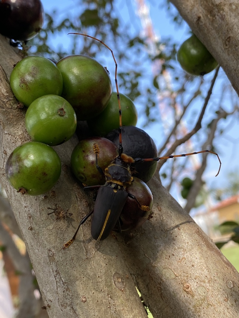 Dorcacerus barbatus