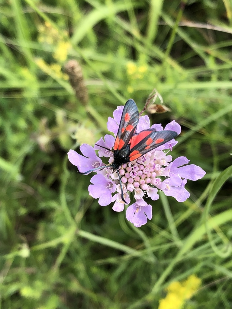 Zygaena from Ehemaliger Standortübungsplatz Ebern und Umgebung, Ebern ...