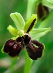 Ophrys sphegodes