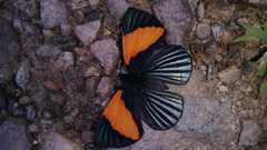Lucillella asterra