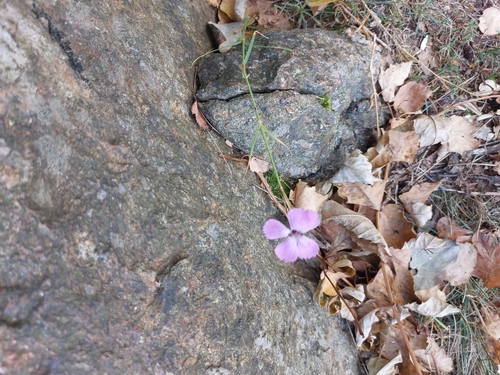Image of Alpine wood pink by (c) Roberto Cirio, some rights reserved (CC BY)