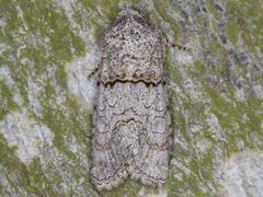 Sympistis perscripta