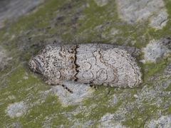 Sympistis perscripta