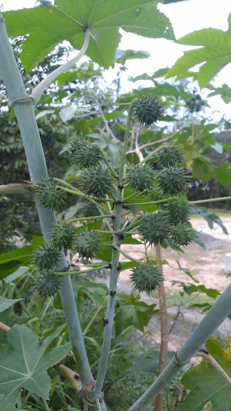 Ricinus communis