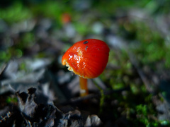 Hygrocybe minutula