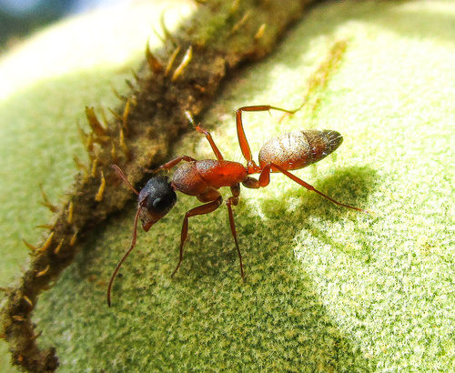 Camponotus blandus