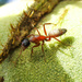 Camponotus blandus - Photo (c) Mariana Amado Costa, some rights reserved (CC BY-NC), uploaded by Mariana Amado Costa