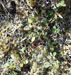 Acmispon parviflorus