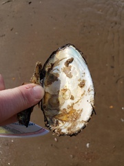 Utterbackiana implicata