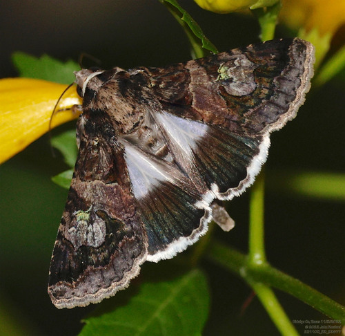 Famelica Melipotis Moth photo 3