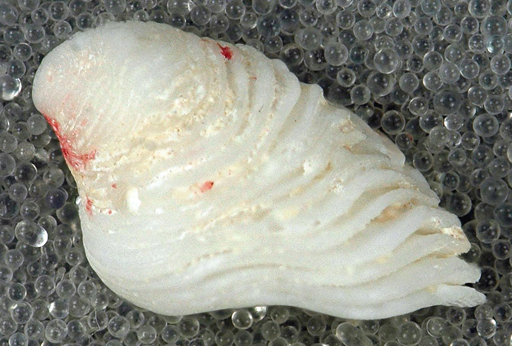 White Hoofsnail