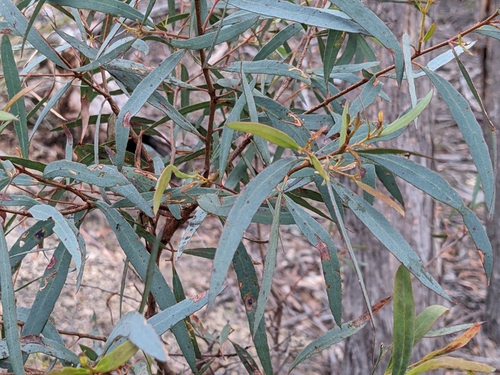 Image of White Peppermint (Eucalyptus pulchella) by (c) Pieter Huybrechts, some rights reserved (CC BY)