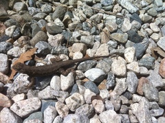 Sceloporus occidentalis