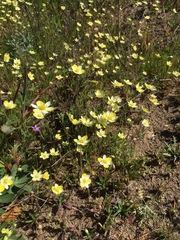 Hesperomecon linearis