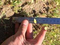 Hesperomecon linearis