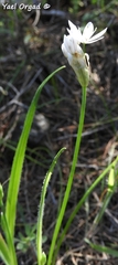 Allium trifoliatum