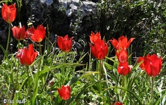 Tulipa agenensis