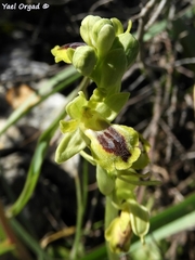 Ophrys lutea galilaea