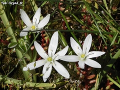 Ornithogalum montanum