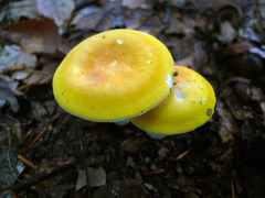 Russula ochroleucoides