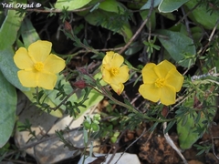 Fumana arabica