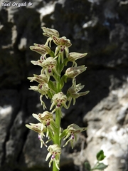 Orchis galilaea