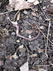 Aporrectodea caliginosa