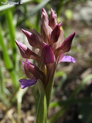 Anacamptis papilionacea palaestina