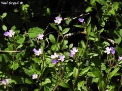 Malcolmia chia