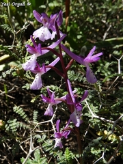 Orchis anatolica