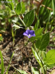 Convolvulus siculus siculus