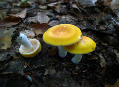 Russula ochroleucoides