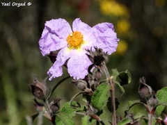 Cistus creticus