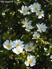 Cistus salviifolius
