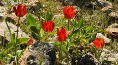 Tulipa agenensis