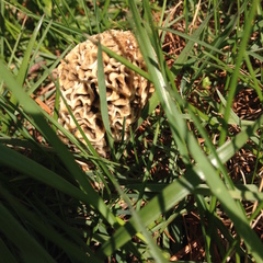 Morchella americana