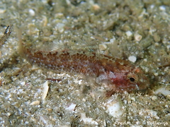Large-Headed Goby photo 3