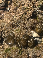 Leathesia marina