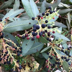 Comarostaphylis arbutoides